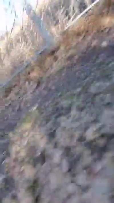 Rescue fox steals phone
