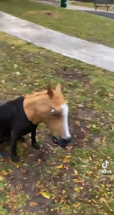 *dog-horse noises???*