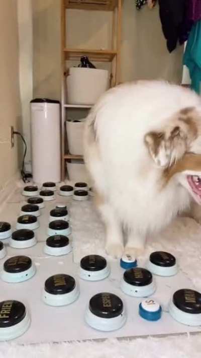This dog’s owner taught him to communicate with sound buttons.