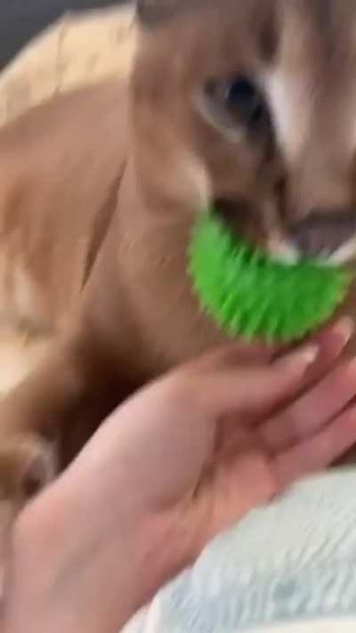 No take, only throw