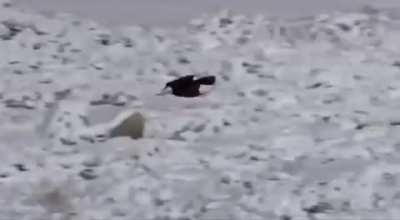 🔥 Bald Eagle swoops in, steals food right out of the mouth of a Gray Wolf.