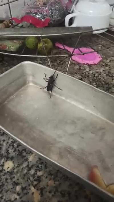 To escape the little tray