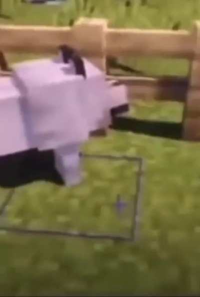 Muslim Wolf 🤯🤠🤣🤣🤣<wbr>😂😂