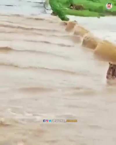 good boi