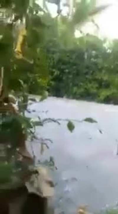 *ruido de gato*