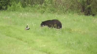 Chasing a Skunk
