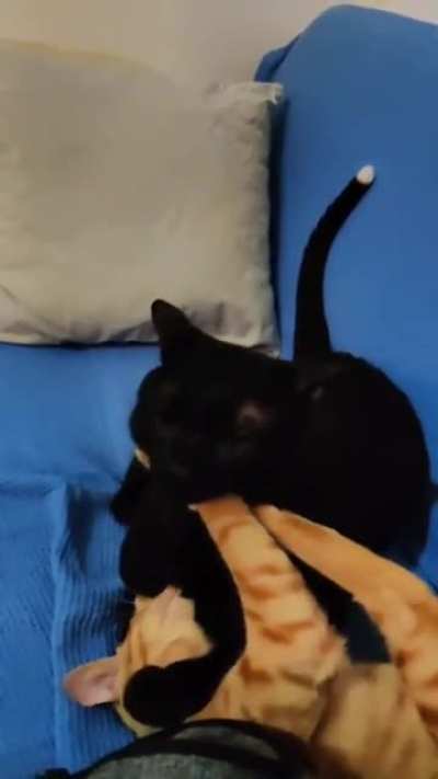 Cats fighting in slow motion with classical music in the background