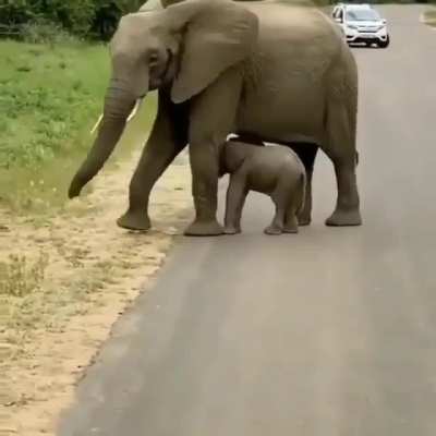 Baby Elephant Crossing The Road.