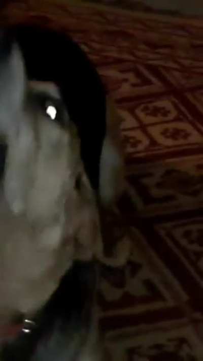 My dog went too deep in the dream
