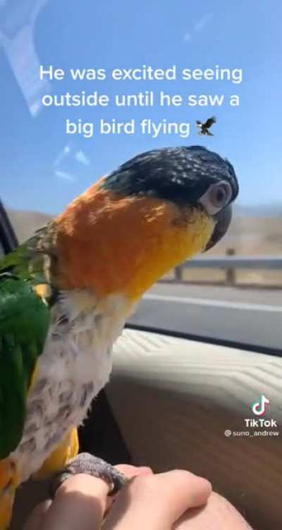 IM IN DANGER