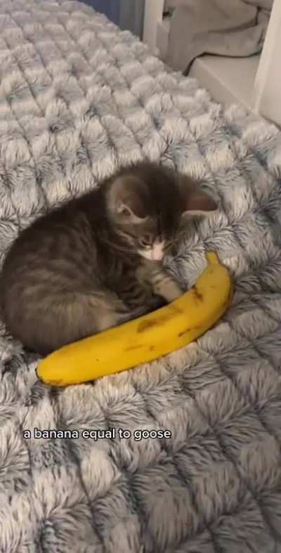 goose is one banana