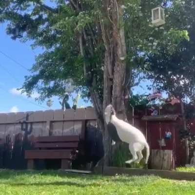 Majestic