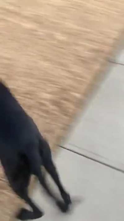 Angus zooming again