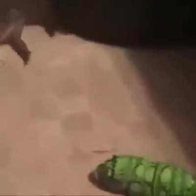 frog post