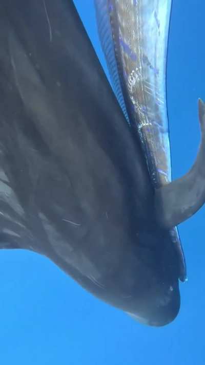 Pilot Whale carrying a 20+ft Oarfish that captured.