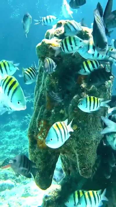 Underwater Lion of Cozumel