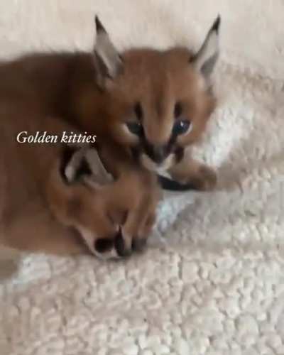 Flopitos 🥰