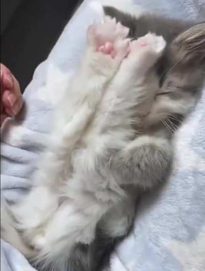 Paw up! 🐈‍⬛