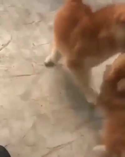Petting the doggie
