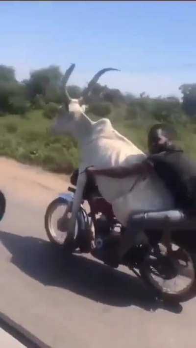 No title to describe the whys, the how’s, the whens, and the wheres. (The size of the cow)