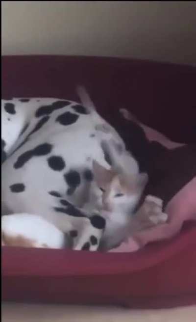 Dog hits Cat with tail