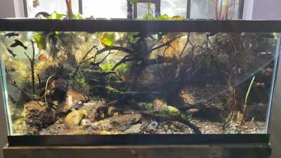 Update to the Nano koi pond. Featuring new light fixture and natural light shimmer.