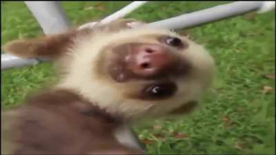 Braziliancutscreams