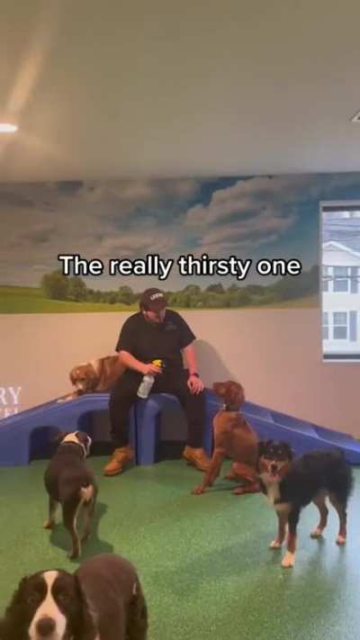 Different kind of dogs