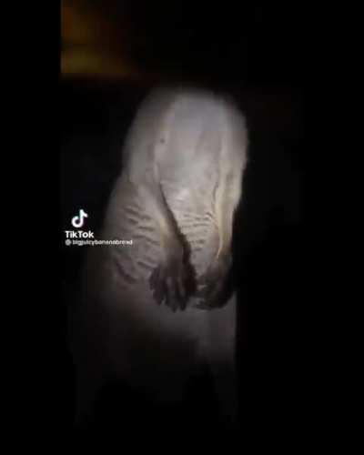 That's not a dog...