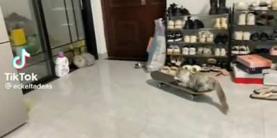 Normal Cat Greetings