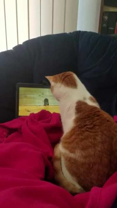 Interrupted her show