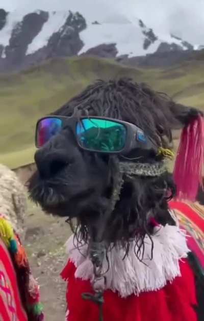 Shall we go on an adventure? Alpaca my bags.