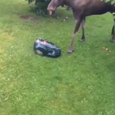 lawn mover sneaks up on a moose