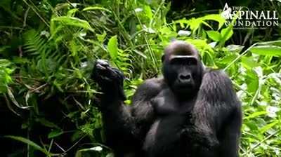 Gorilla tries on a hat