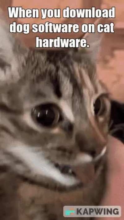 The Real Cat Dog
