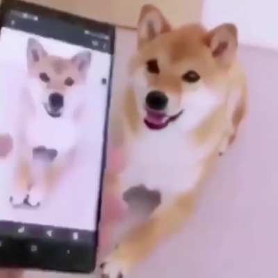 The dog went full Ayuwoki