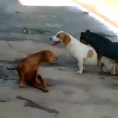 Mundo animal loko