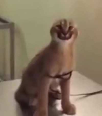 bruh no ears