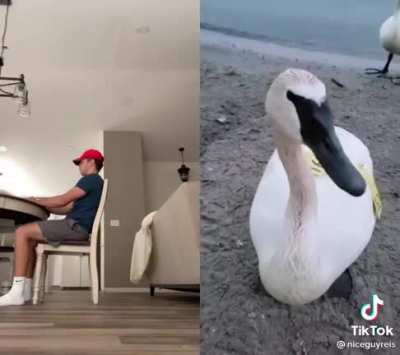 honk