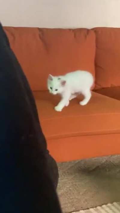 first pet ever and he is a yeller