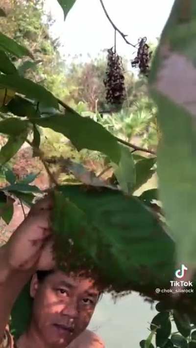 Ants