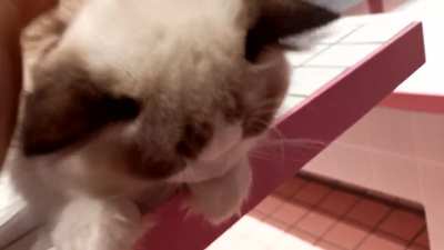 爱猫tv之<wbr>想要找个穴<wbr>友给我摸摸