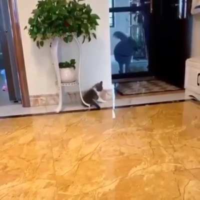 To scare the dog