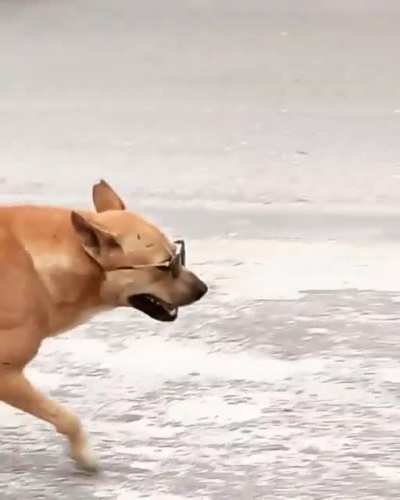 Woof_Irl