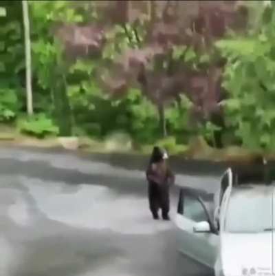 The bear was like 'nvm, not worth it'.