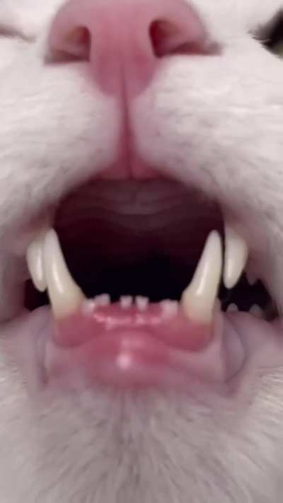 teef