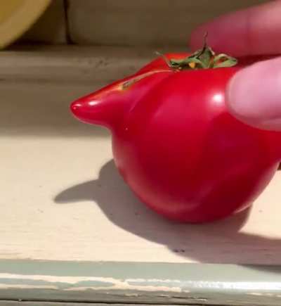 Grew this Unacceptable Tomato 🍅