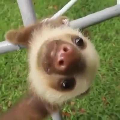 baby sloths are so cute