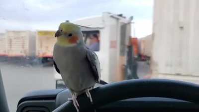 Yo truck! What the fuck!