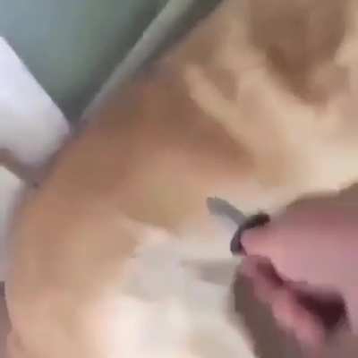 What the dog doing?